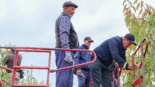 Agricultural workers on forklift