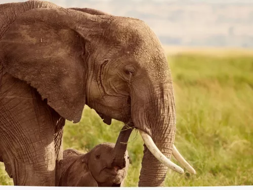 elephant and baby