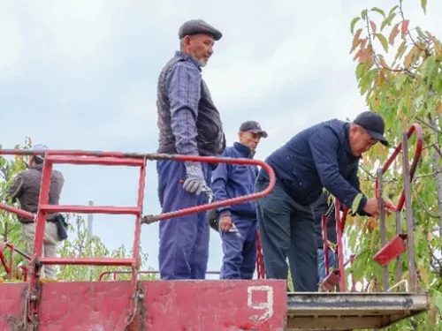 Agricultural workers on forklift